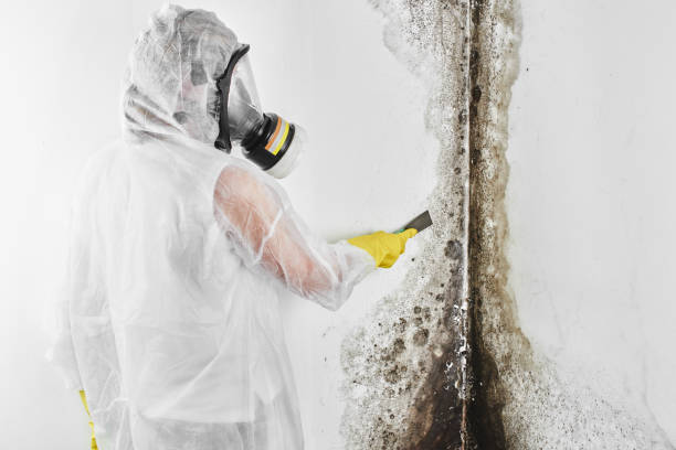 Best Black Mold Removal  in Holualoa, HI