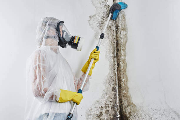 Best Mold Removal Company Near Me  in Holualoa, HI