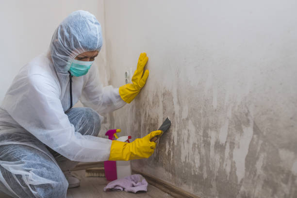 Best Toxic Mold Removal  in Holualoa, HI