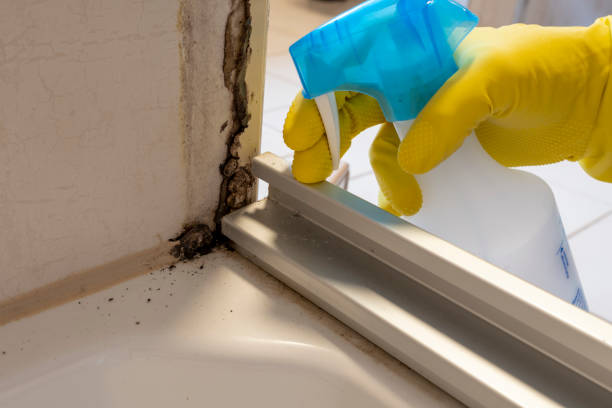 Best Office Mold Removal Services  in Holualoa, HI