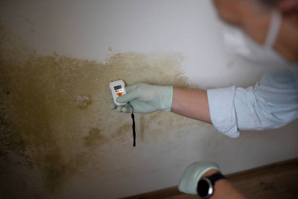 Mold Removal and Inspection in Holualoa, HI
