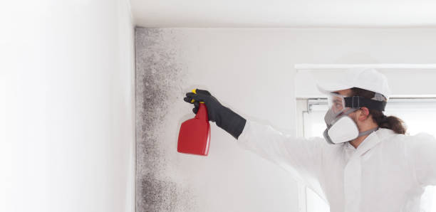 Best Emergency Mold Removal  in Holualoa, HI