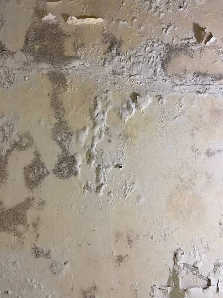 Best Mold Remediation  in Holualoa, HI