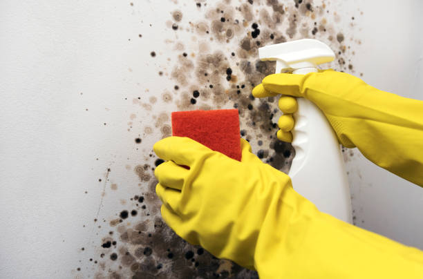 Mold Testing and Removal in Holualoa, HI