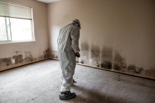Home Mold Removal in Holualoa, HI