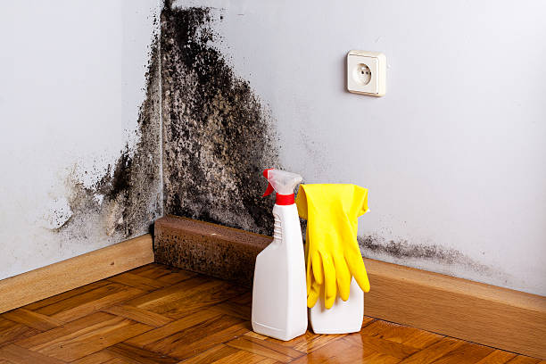 Best Local Mold Removal Service  in Holualoa, HI