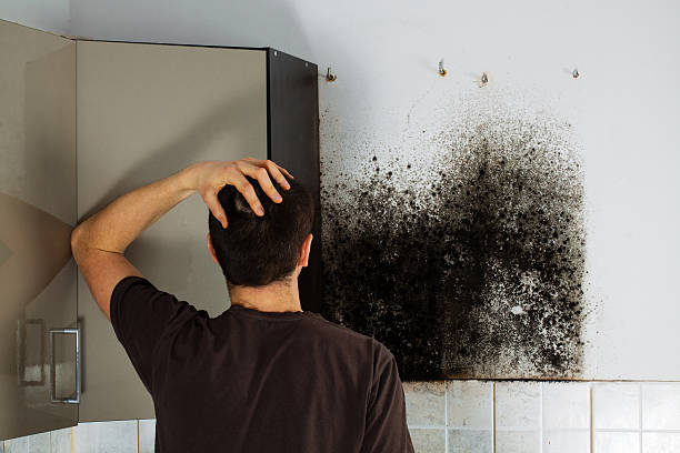 Best Toxic Mold Removal  in Holualoa, HI