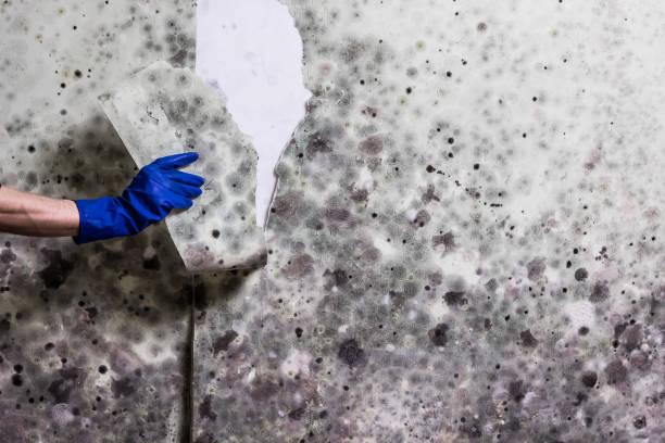 Best Mold Removal and Inspection  in Holualoa, HI