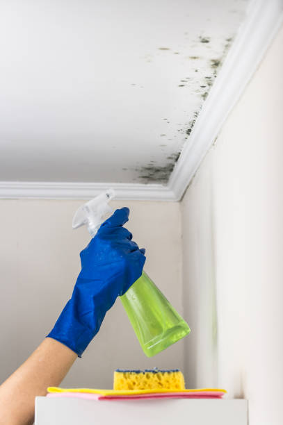 Best Affordable Mold Removal  in Holualoa, HI